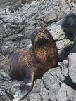 450 Fur Seal.JPG (85 KB)